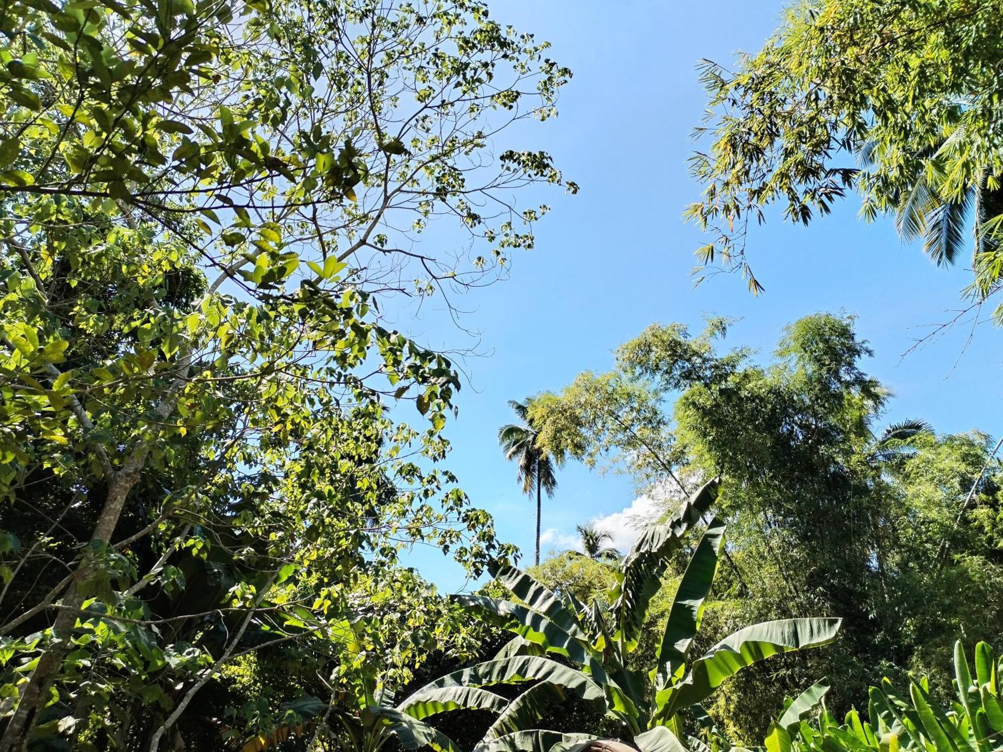 Forest Camp El Nido Extérieur photo